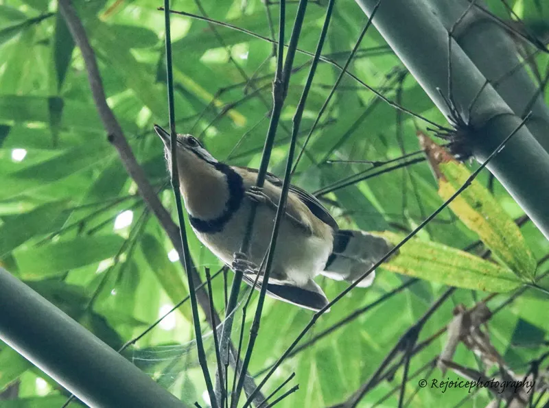 黑领噪鹛(Pterorhinus pectoralis)