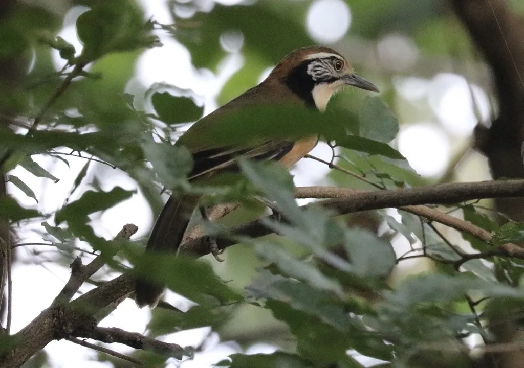 黑领噪鹛(Pterorhinus pectoralis)