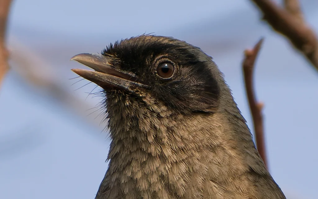 黑脸噪鹛(Pterorhinus perspicillatus)
