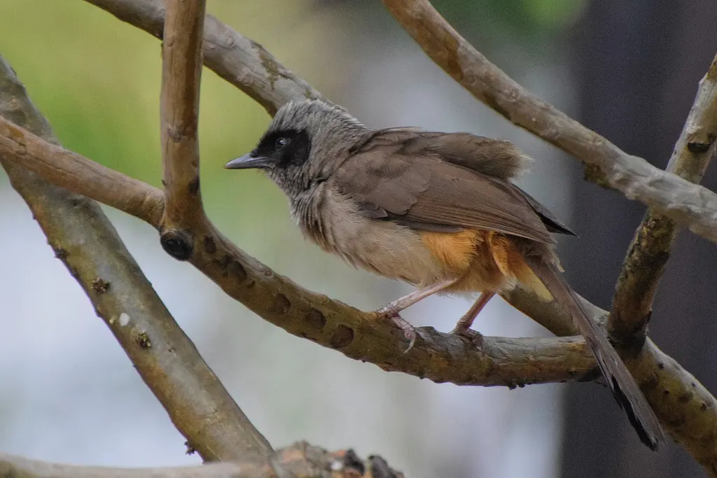 黑脸噪鹛(Pterorhinus perspicillatus)