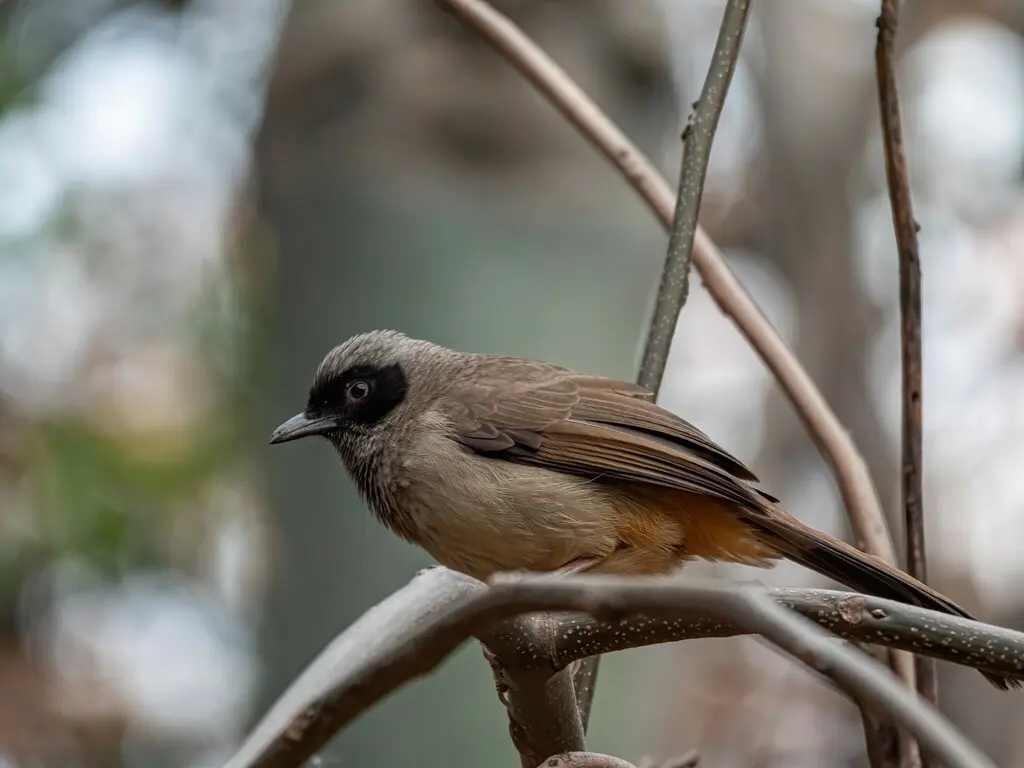 黑脸噪鹛(Pterorhinus perspicillatus)