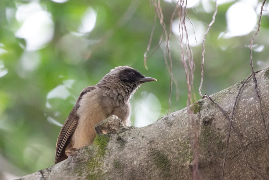 黑脸噪鹛(Pterorhinus perspicillatus)