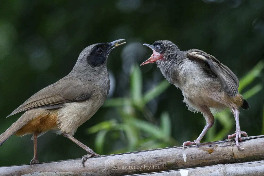 黑脸噪鹛(Pterorhinus perspicillatus)