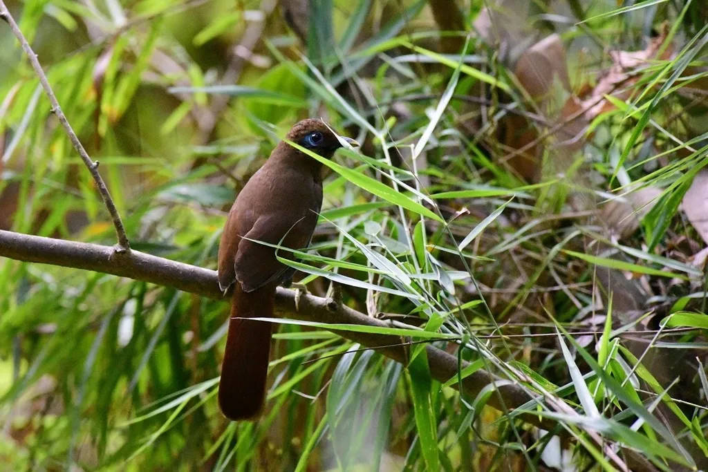台湾棕噪鹛(Pterorhinus poecilorhynchus)