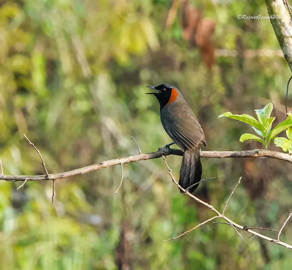 栗颈噪鹛(Pterorhinus ruficollis)