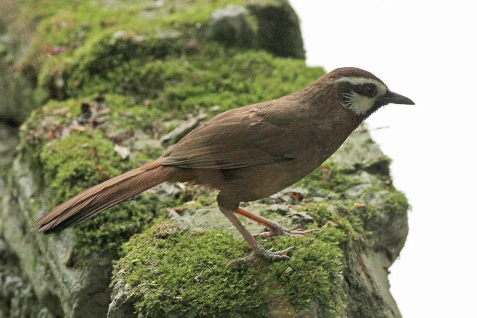 白颊噪鹛(Pterorhinus sannio)