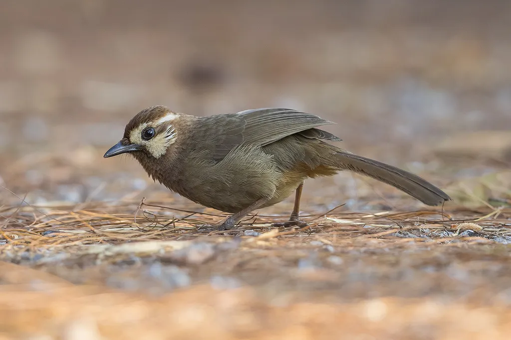 白颊噪鹛(Pterorhinus sannio)