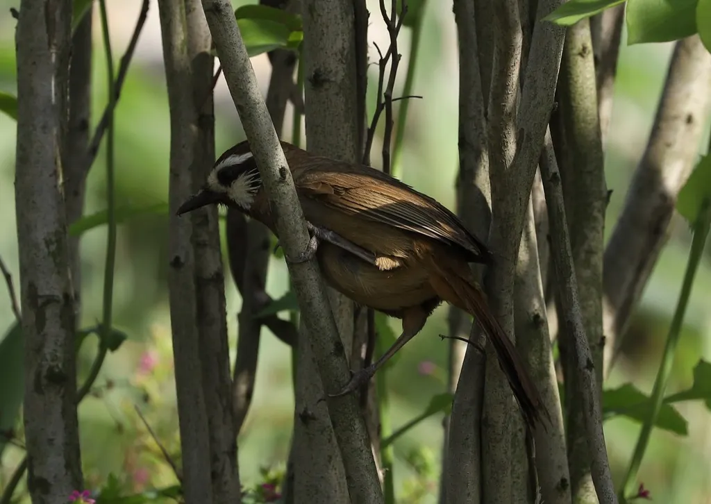 白颊噪鹛(Pterorhinus sannio)