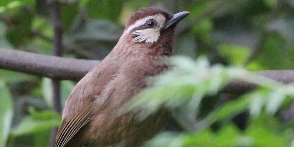 白颊噪鹛(Pterorhinus sannio)