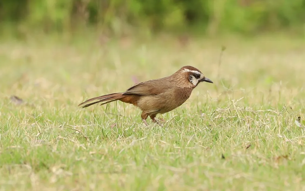 白颊噪鹛(Pterorhinus sannio)