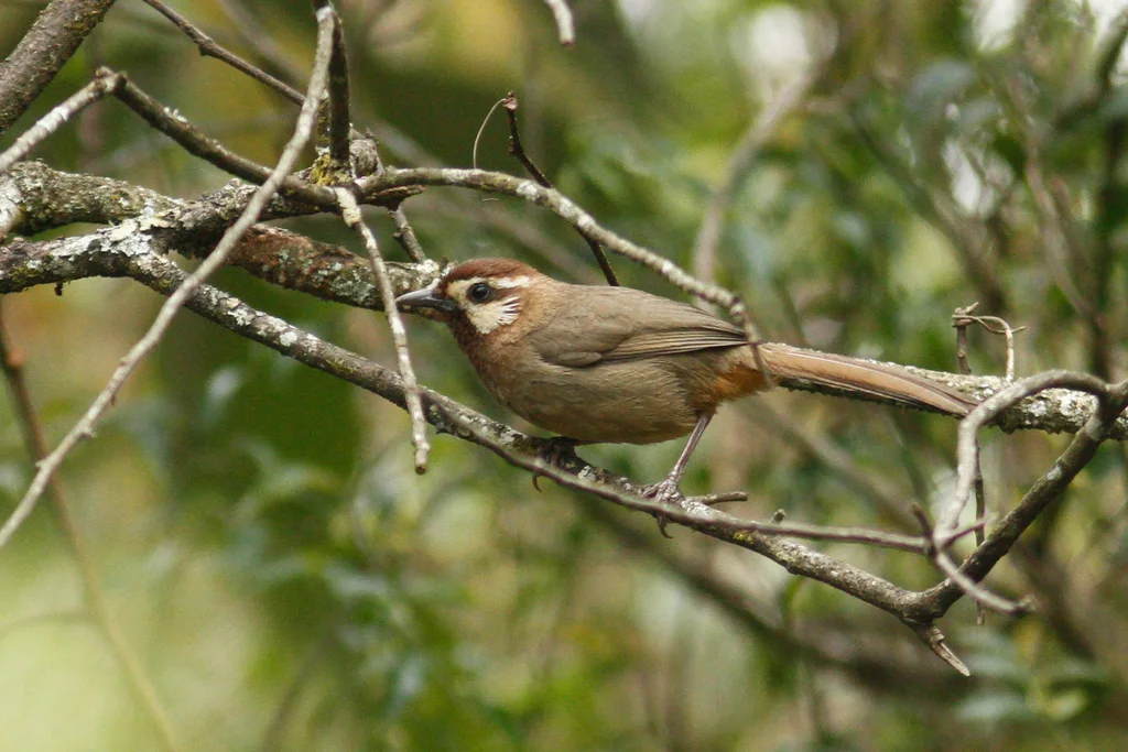 白颊噪鹛(Pterorhinus sannio)