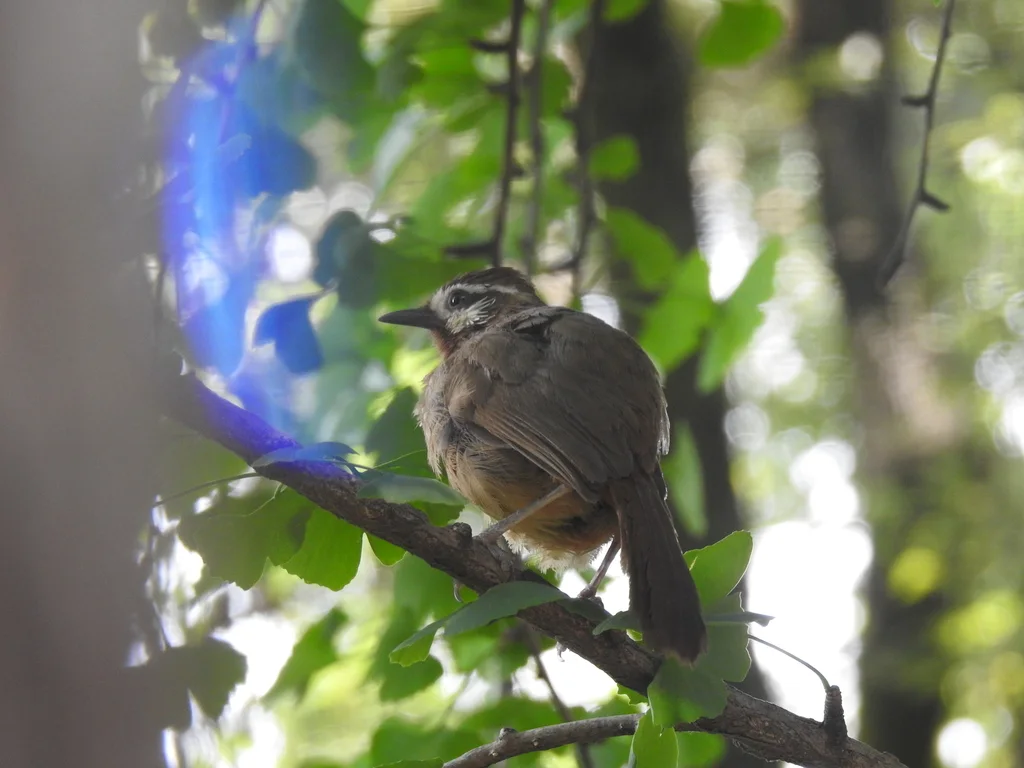 白颊噪鹛(Pterorhinus sannio)