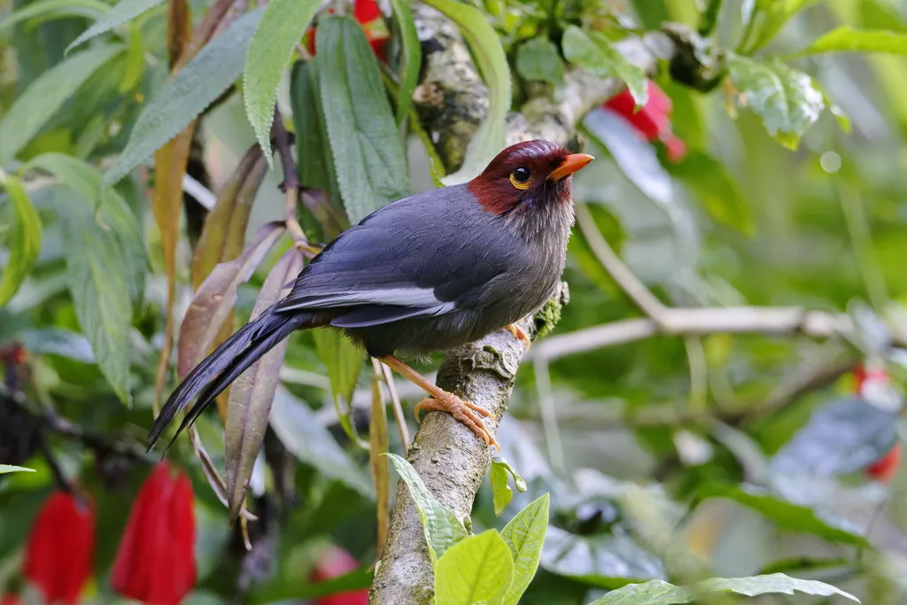 栗头噪鹛(Pterorhinus treacheri)
