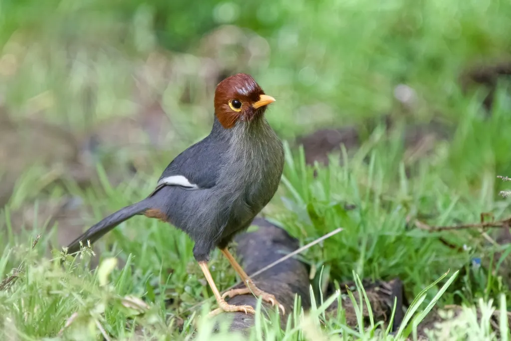 栗头噪鹛(Pterorhinus treacheri)