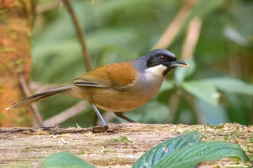 白脸噪鹛(Pterorhinus vassali)