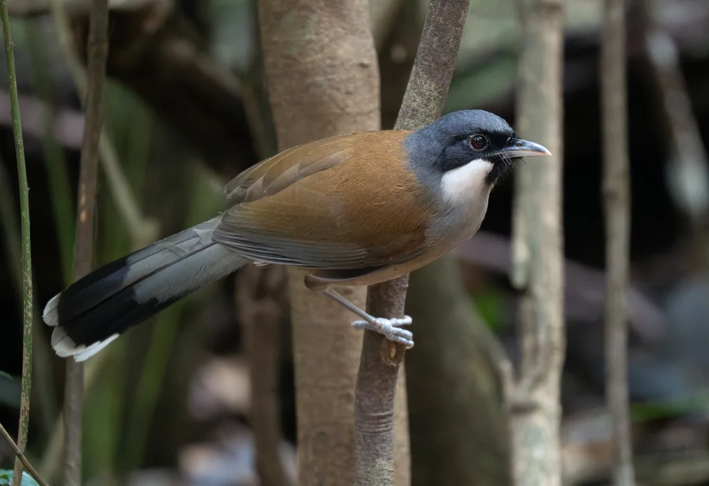 白脸噪鹛(Pterorhinus vassali)