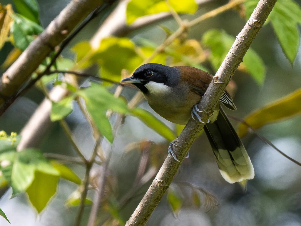 白脸噪鹛(Pterorhinus vassali)