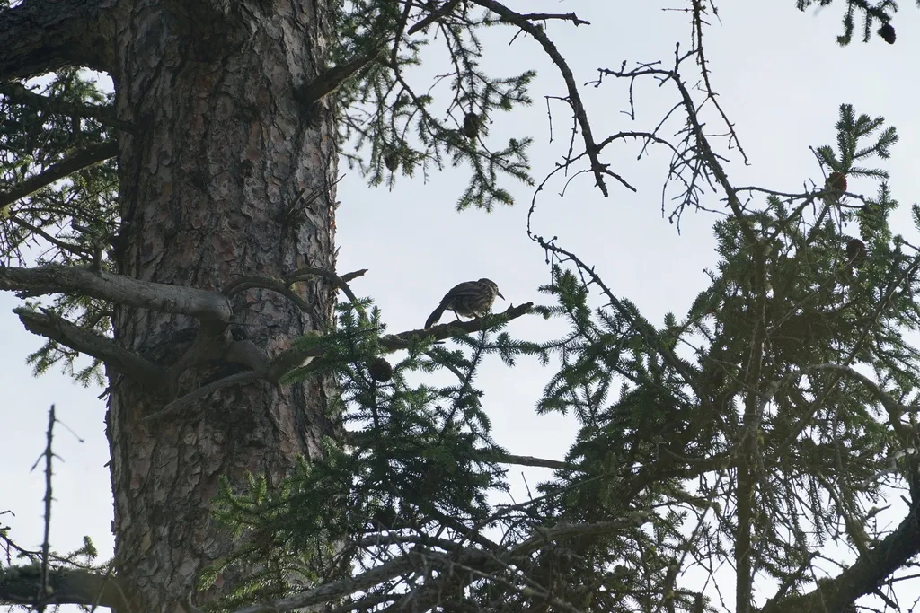 大草鹛(Pterorhinus waddelli)