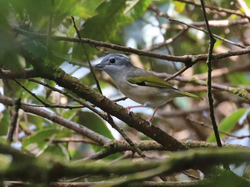 红翅鵙鹛(Pteruthius aeralatus)