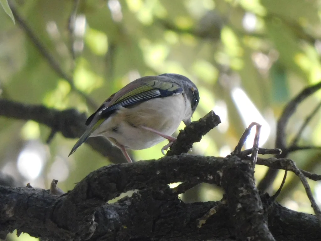红翅鵙鹛(Pteruthius aeralatus)