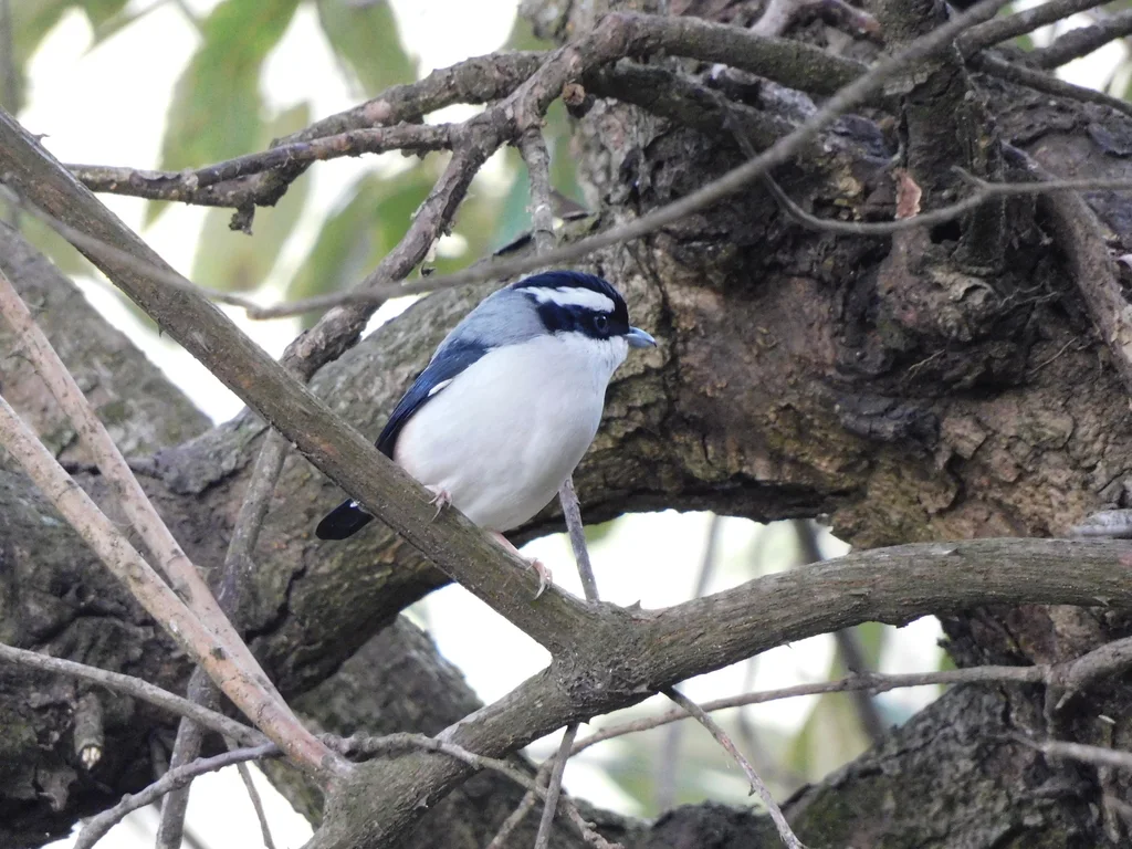 红翅鵙鹛(Pteruthius aeralatus)