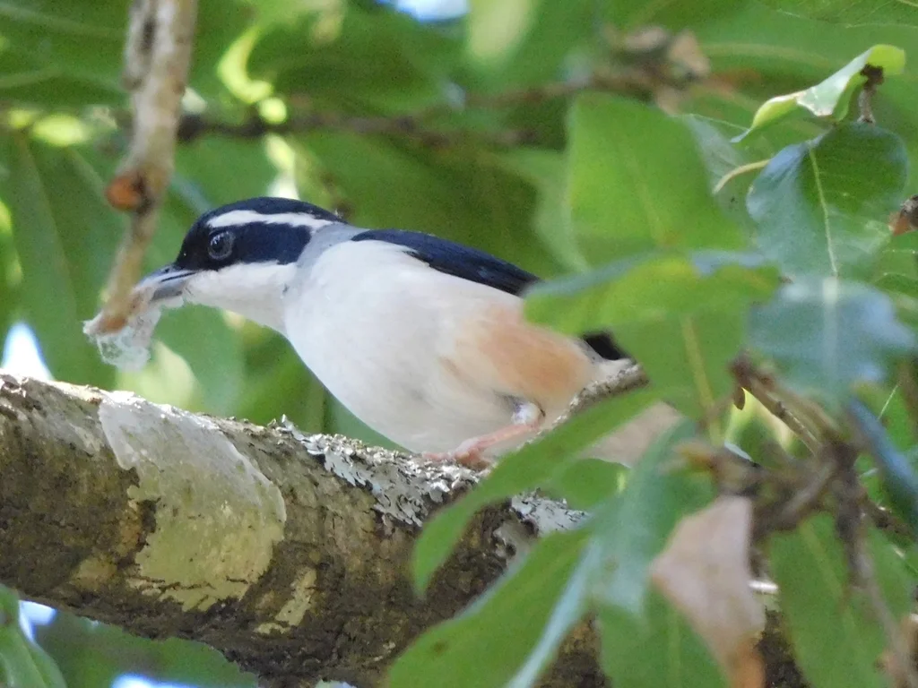 红翅鵙鹛(Pteruthius aeralatus)