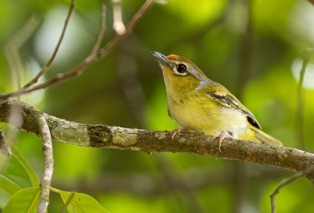 栗额鵙鹛(Pteruthius intermedius)