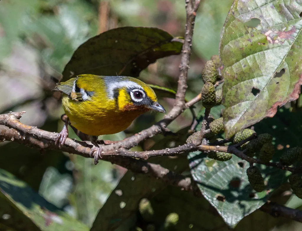 栗喉鵙鹛(Pteruthius melanotis)