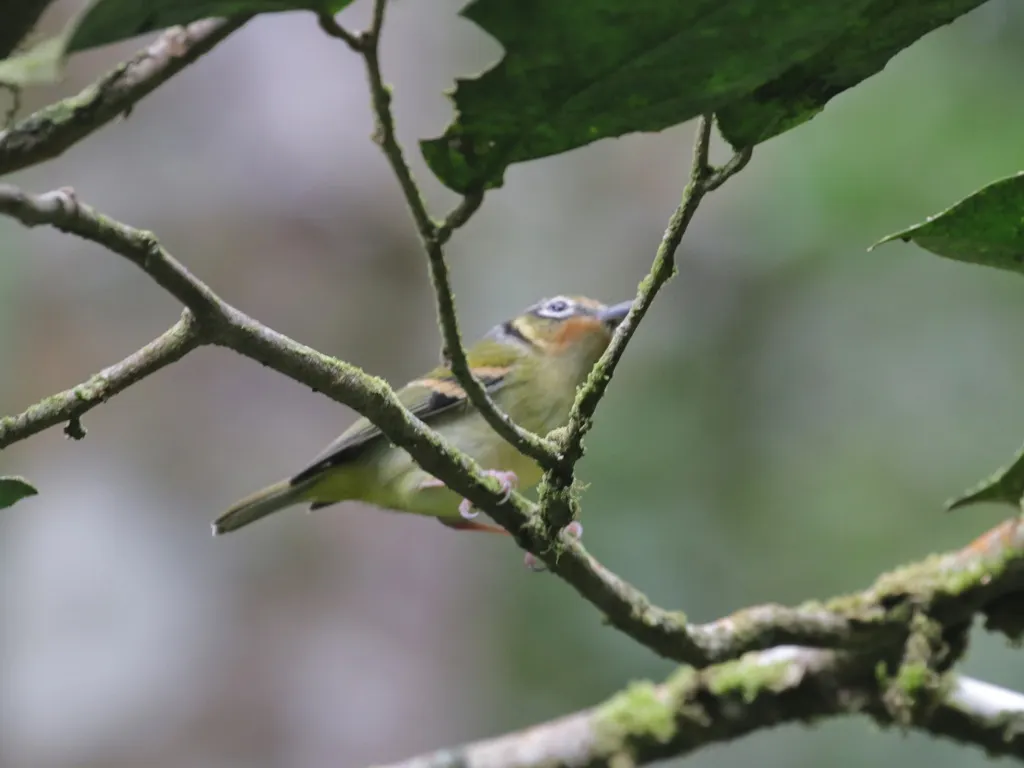栗喉鵙鹛(Pteruthius melanotis)