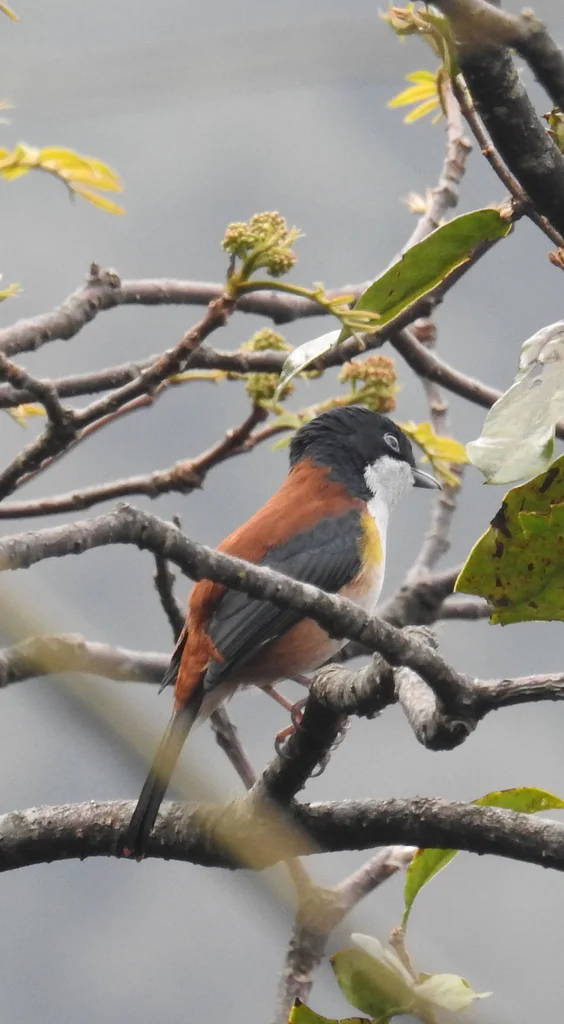 棕腹鵙鹛(Pteruthius rufiventer)