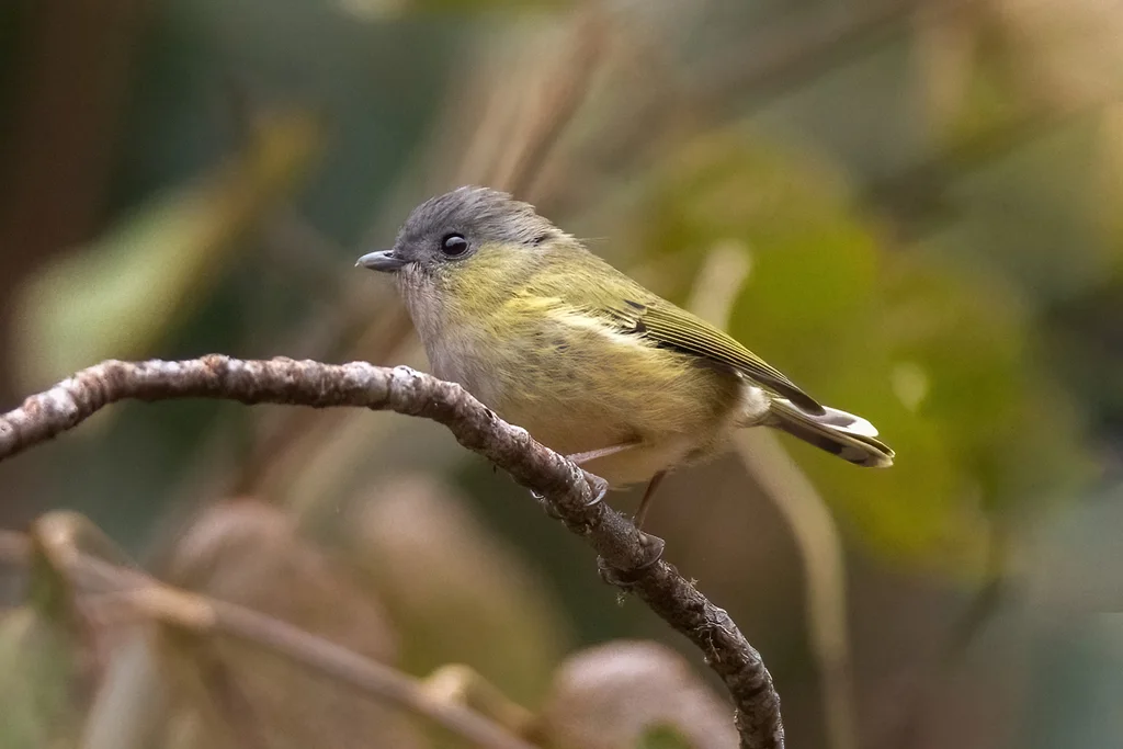 淡绿鵙鹛(Pteruthius xanthochlorus)