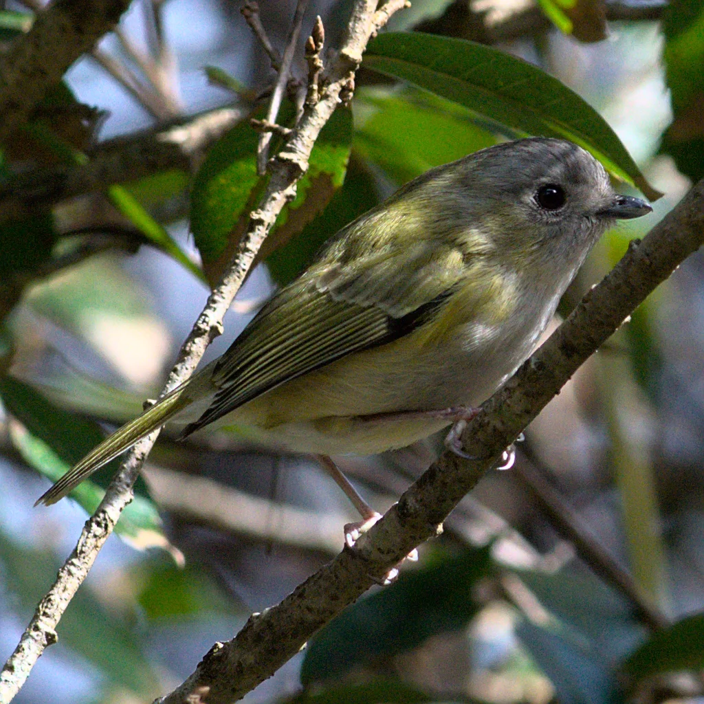 淡绿鵙鹛(Pteruthius xanthochlorus)