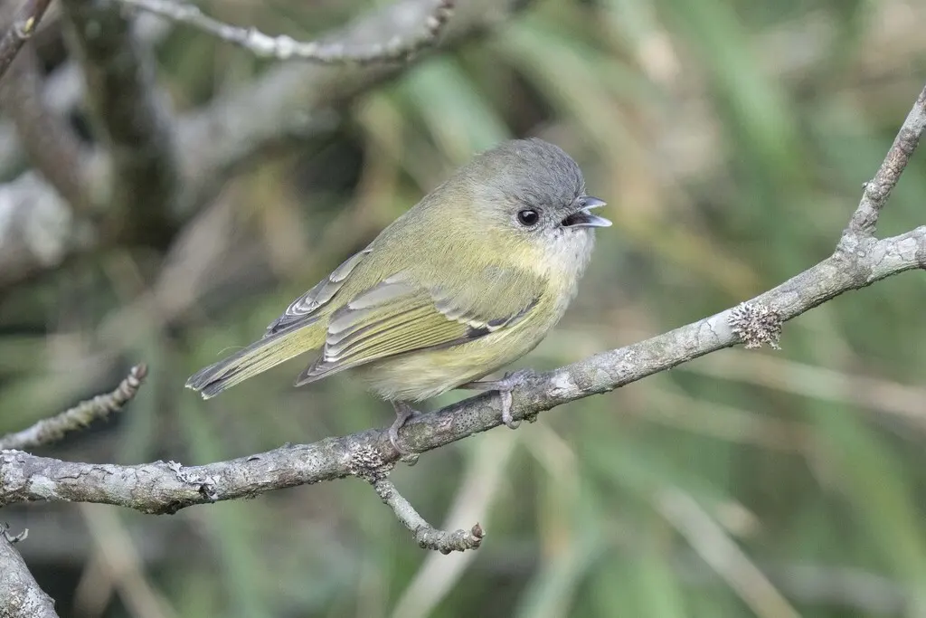 淡绿鵙鹛(Pteruthius xanthochlorus)