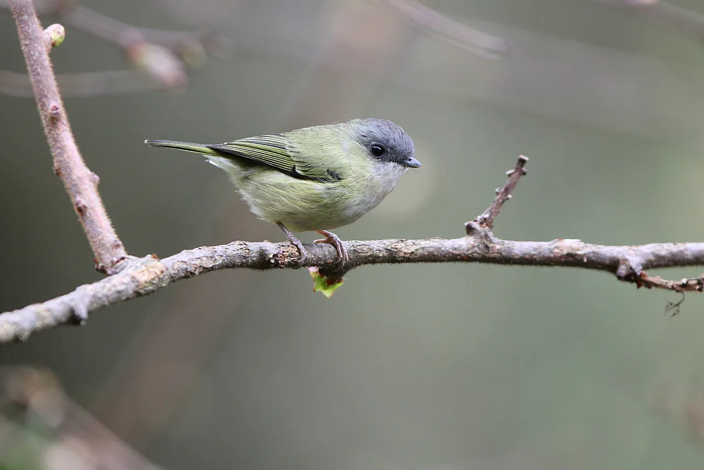 淡绿鵙鹛(Pteruthius xanthochlorus)