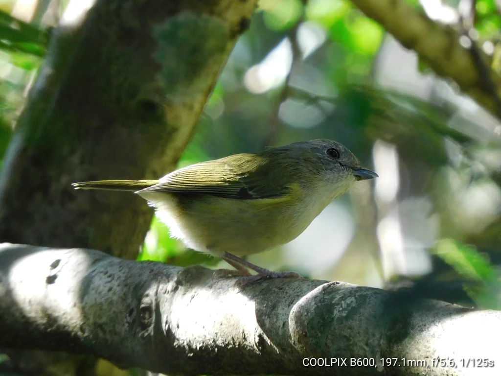 淡绿鵙鹛(Pteruthius xanthochlorus)