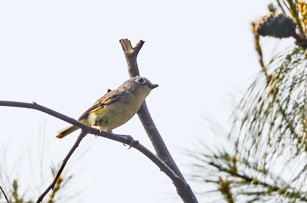 淡绿鵙鹛(Pteruthius xanthochlorus)