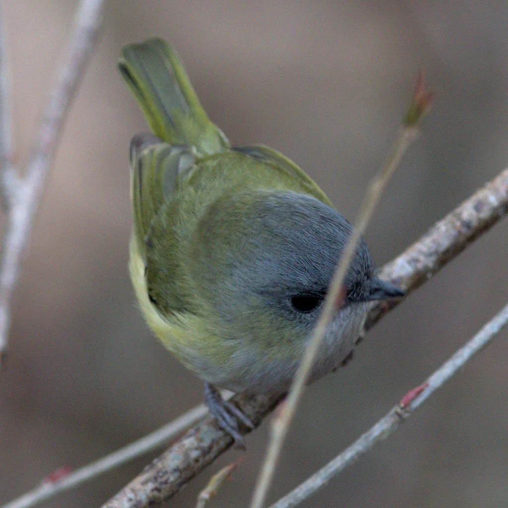 淡绿鵙鹛(Pteruthius xanthochlorus)