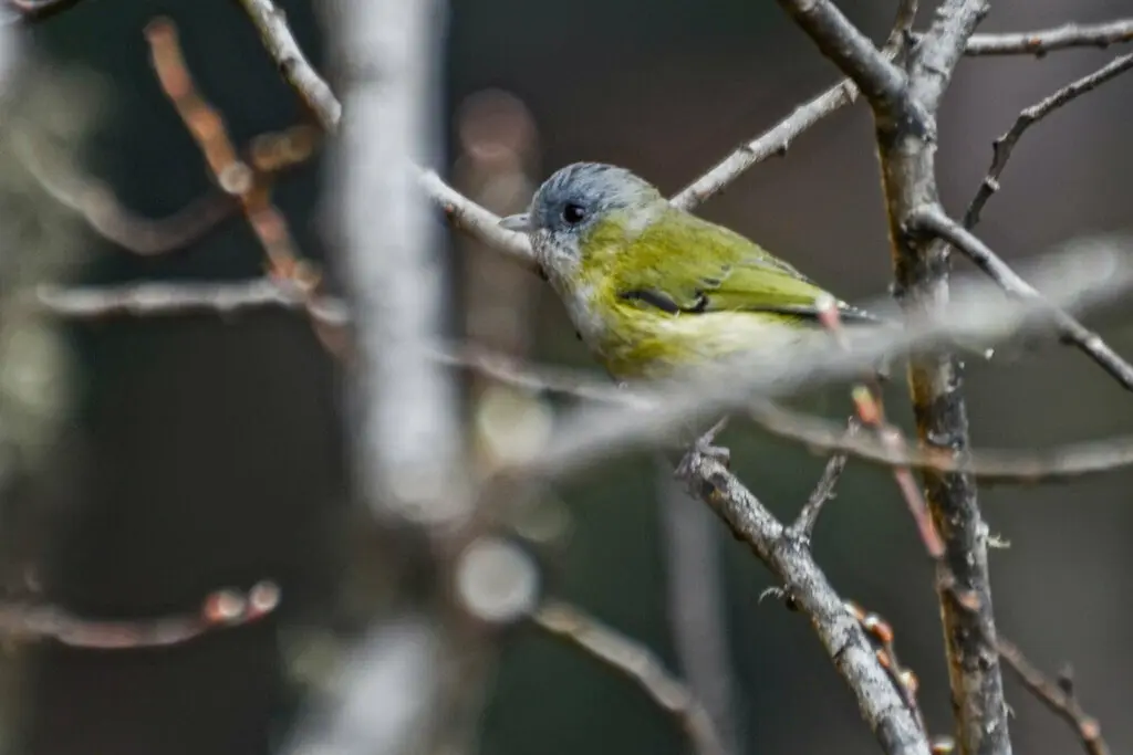 淡绿鵙鹛(Pteruthius xanthochlorus)