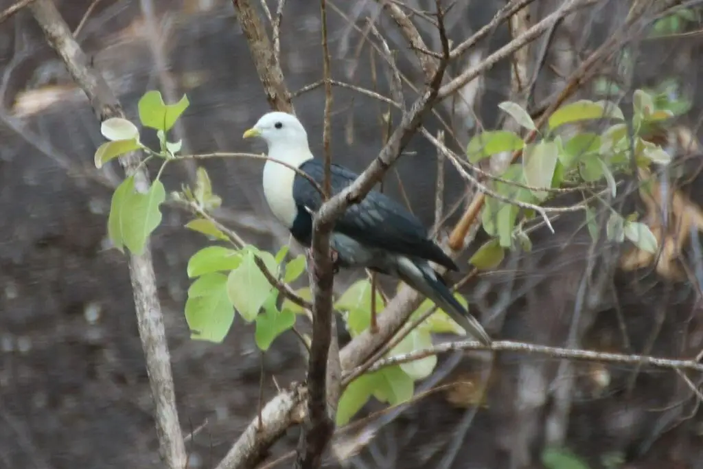 黑斑果鸠(Ptilinopus alligator)