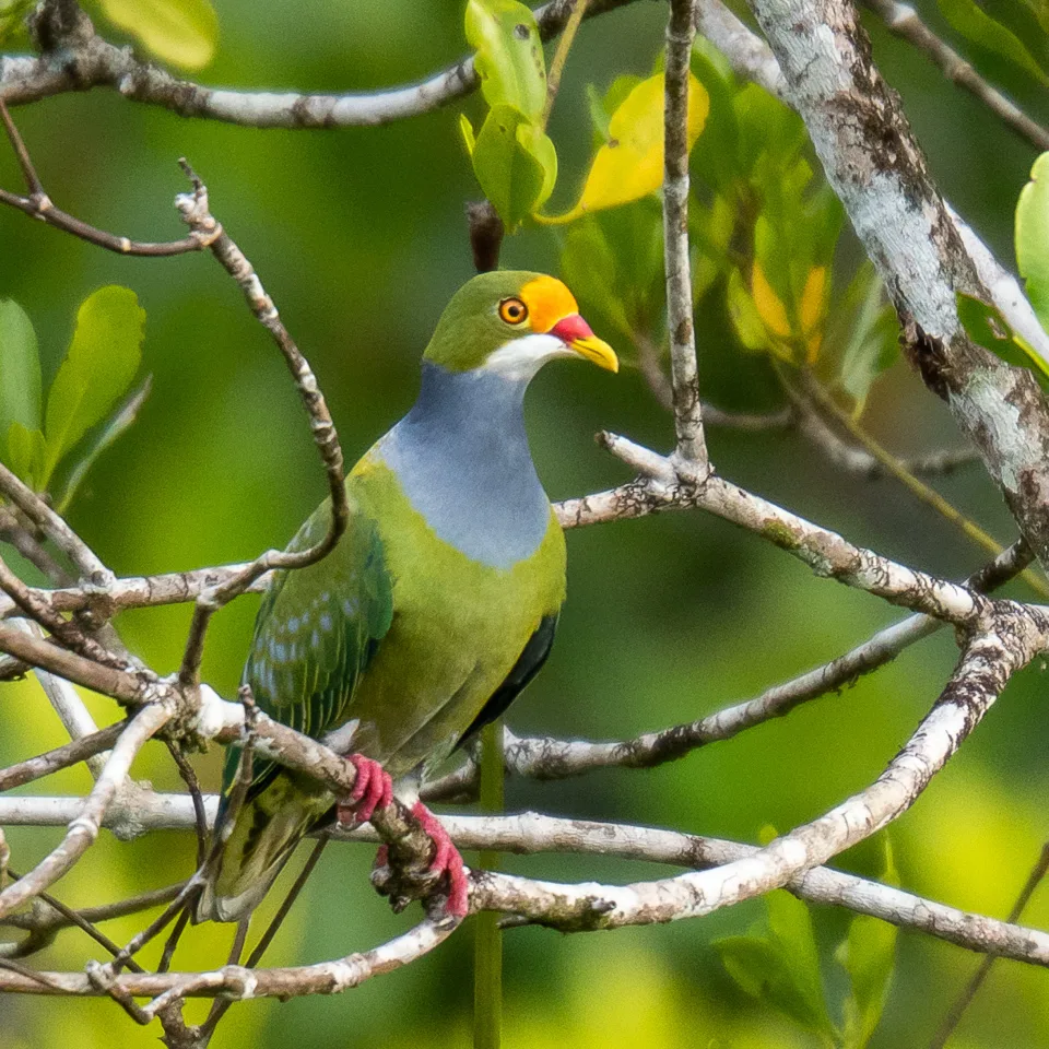 橙额果鸠(Ptilinopus aurantiifrons)
