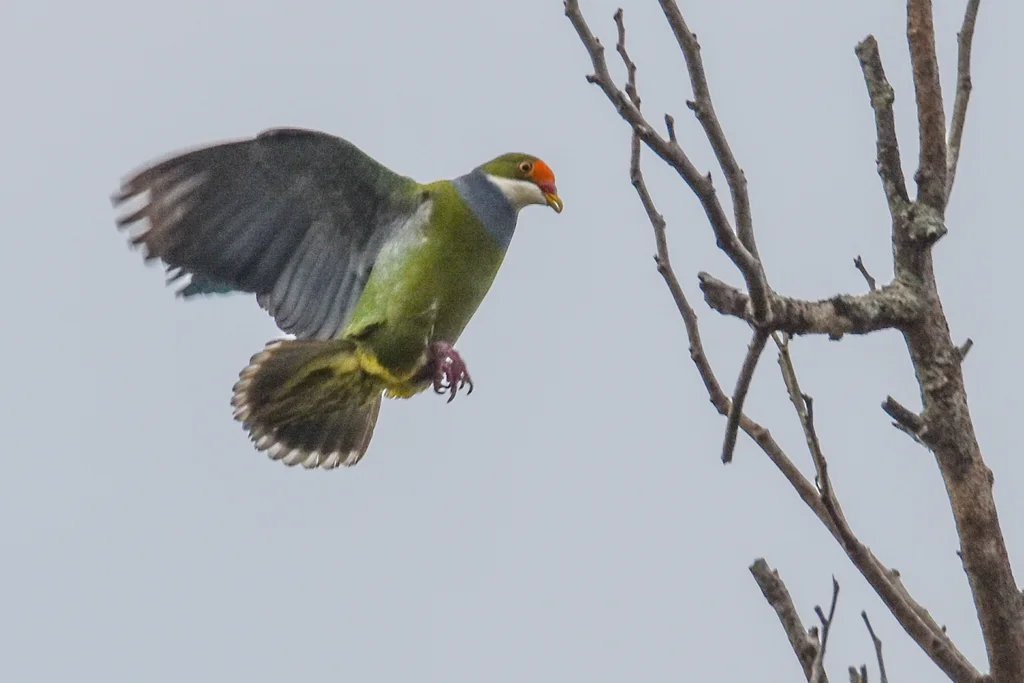 橙额果鸠(Ptilinopus aurantiifrons)