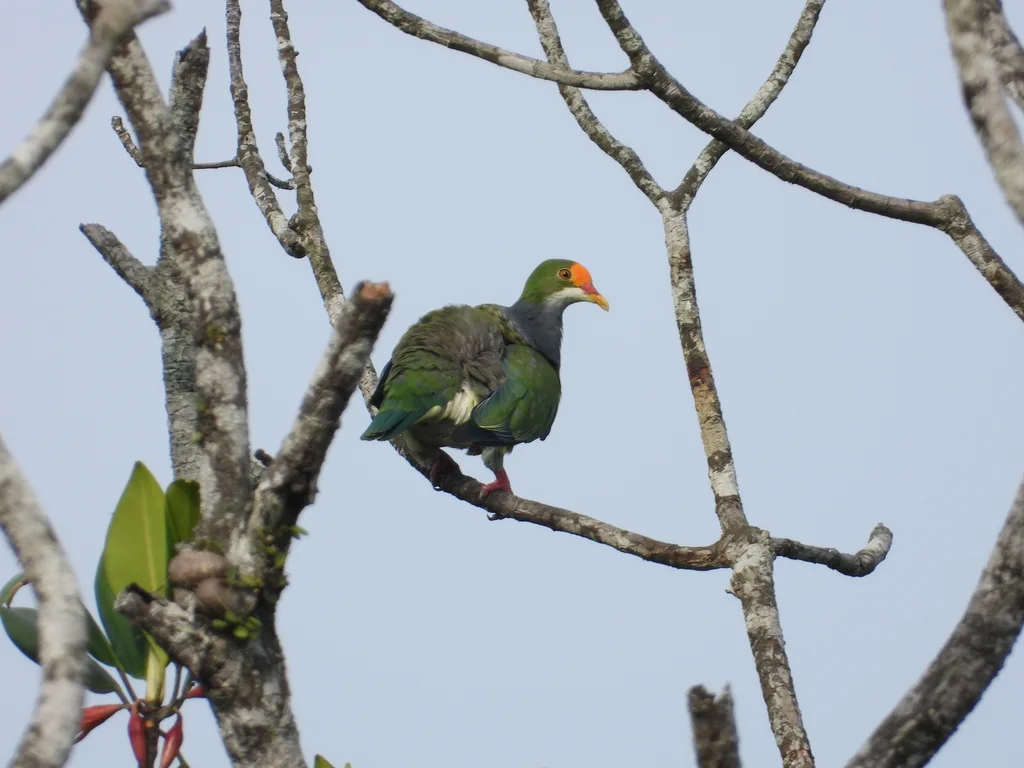橙额果鸠(Ptilinopus aurantiifrons)