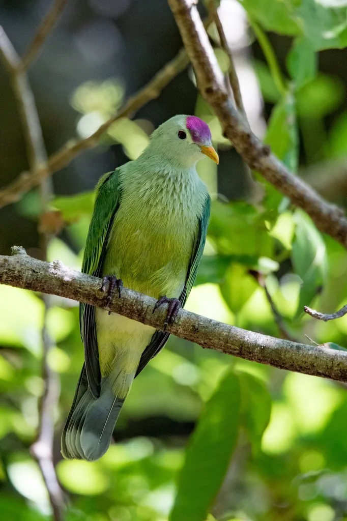 马喀岛果鸠(Ptilinopus chalcurus)