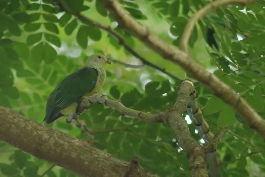 赖岛果鸠(Ptilinopus chrysogaster)