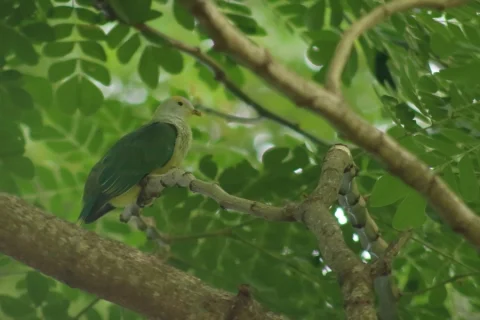 赖岛果鸠