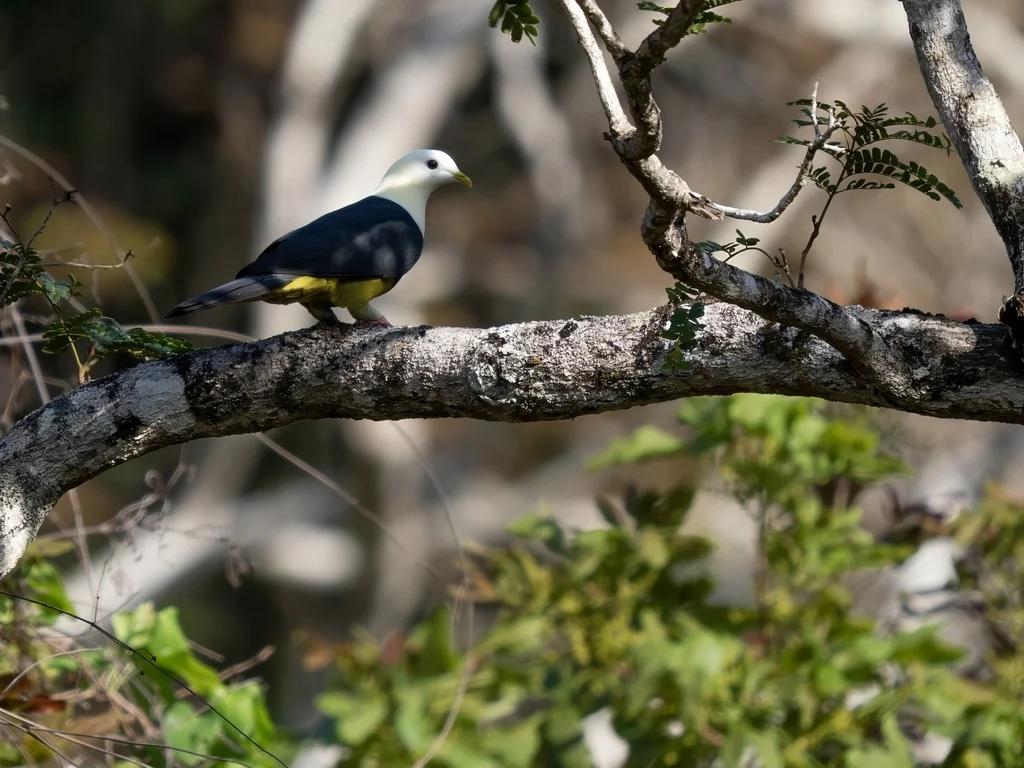 黑背果鸠(Ptilinopus cinctus)