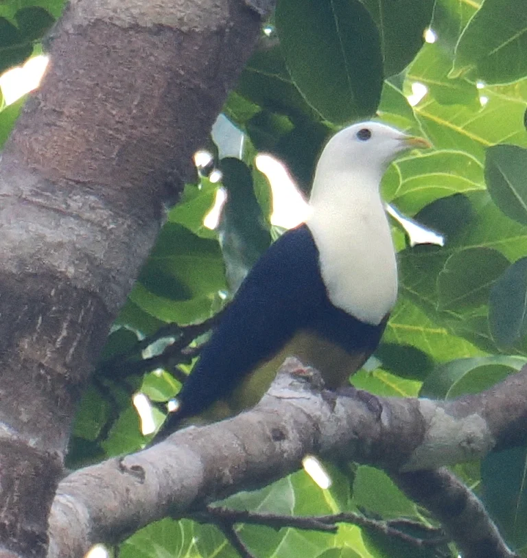 黑背果鸠(Ptilinopus cinctus)