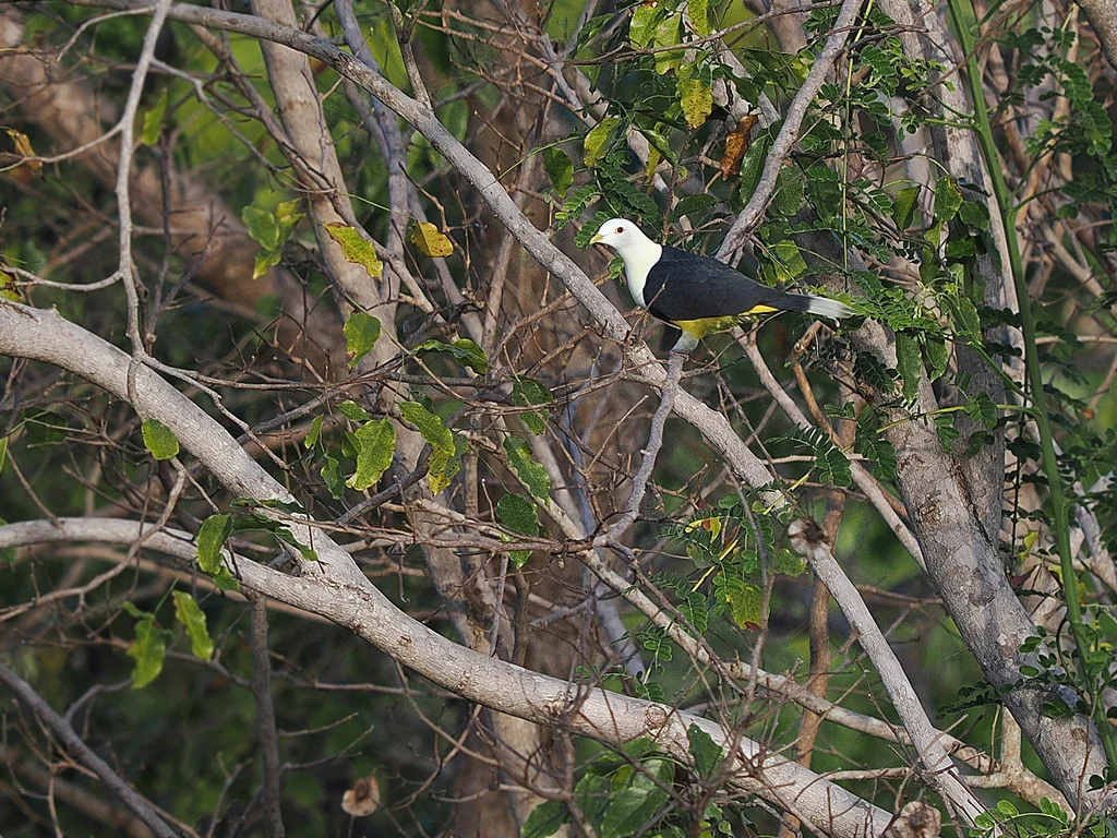 黑背果鸠(Ptilinopus cinctus)