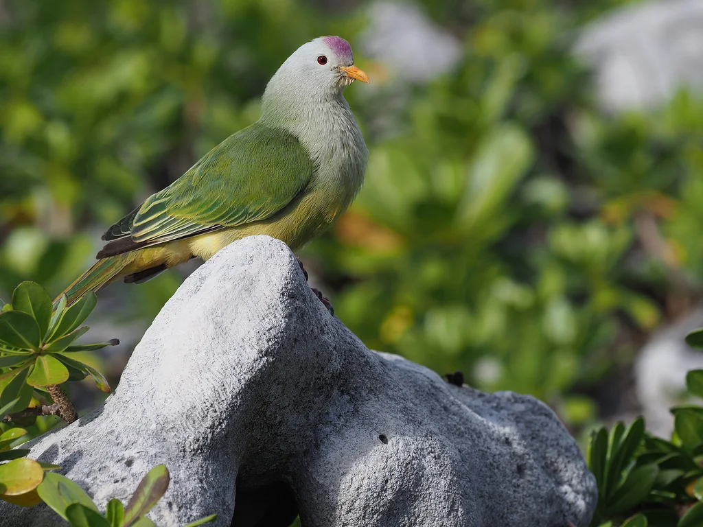 土岛果鸠(Ptilinopus coralensis)