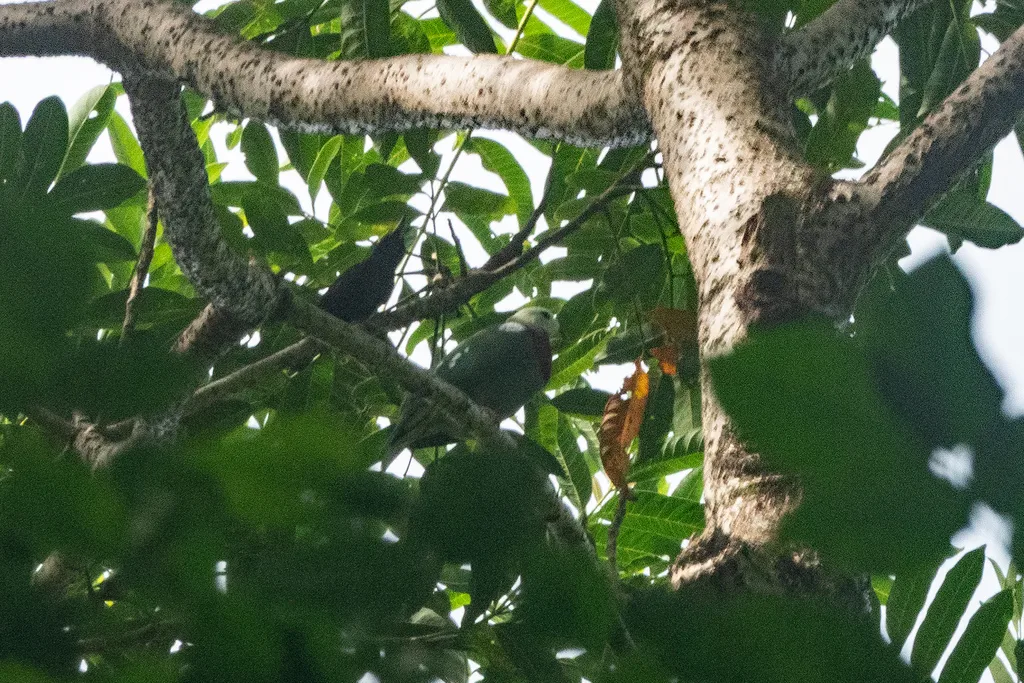 白头果鸠(Ptilinopus eugeniae)